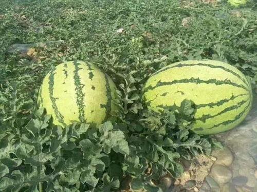 康县网红吃瓜事件,一场网络舆论的风暴与反思  第1张